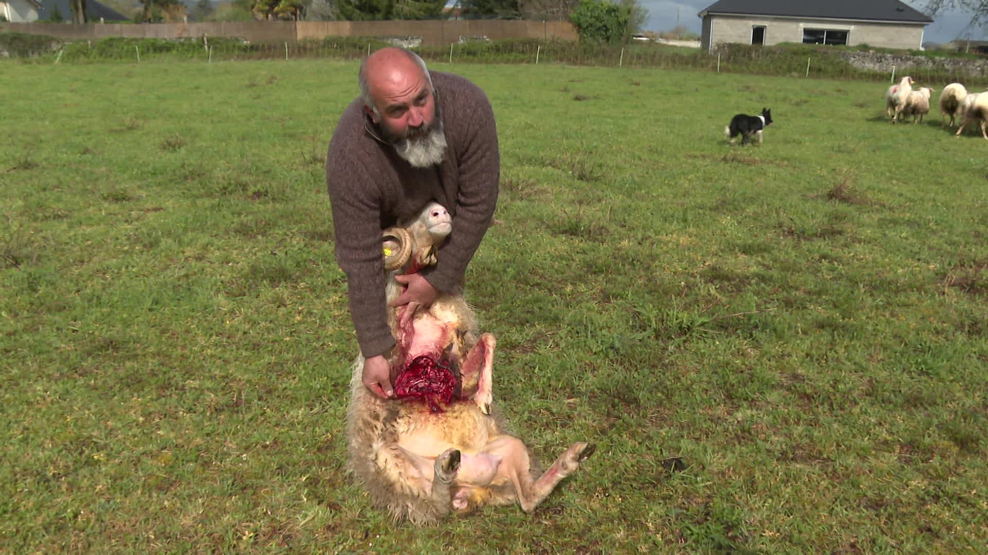 Laurent tient à la main une brebis agonisante, victime d'une attaque.