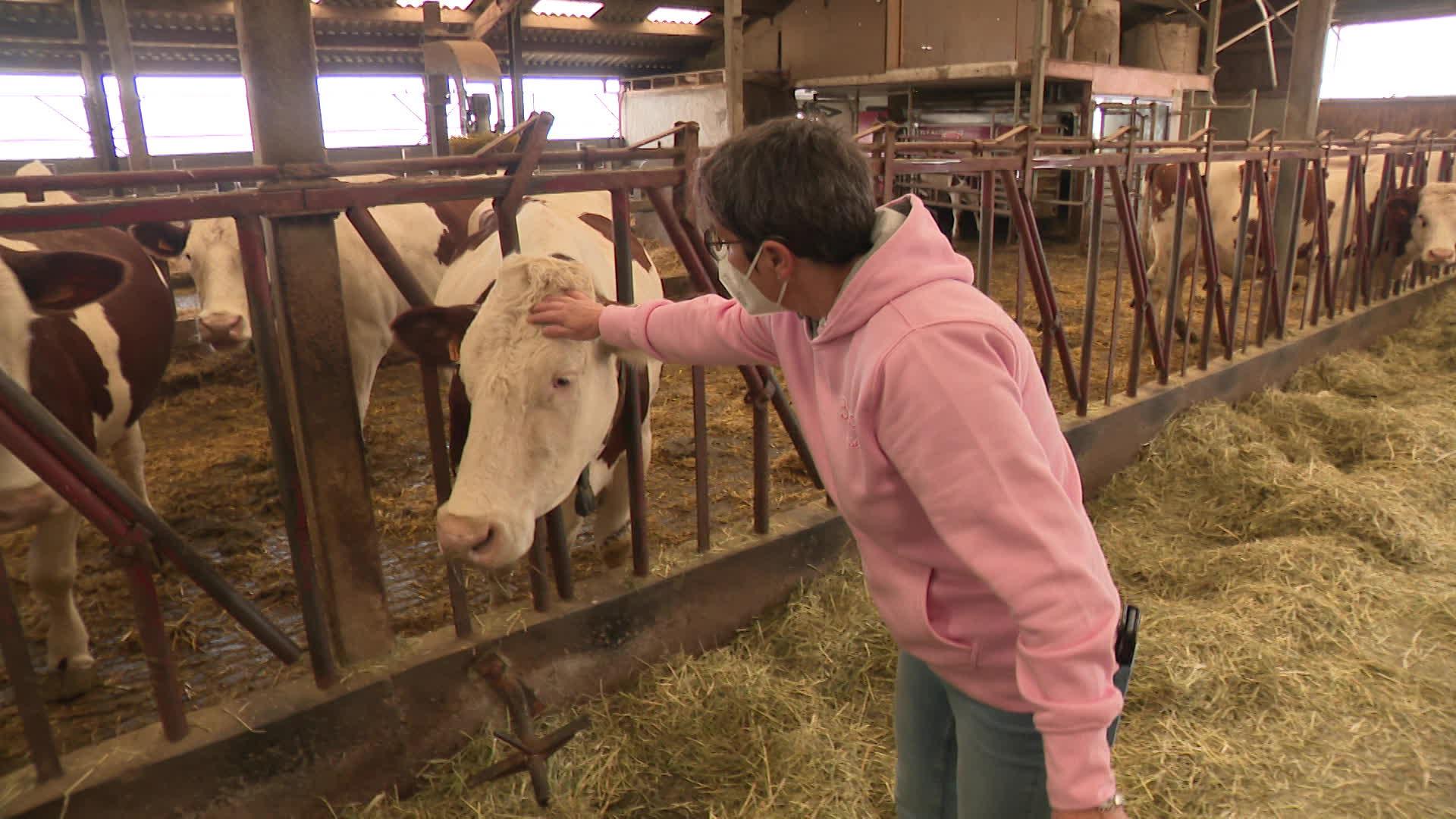 La maladie du "poumon de fermier" est particulièrement présente en Franche-Comté.