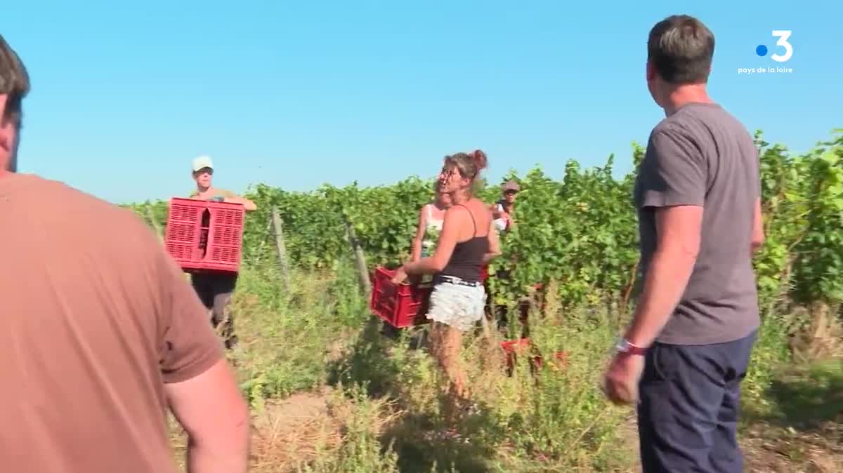 Les viticulteurs des vins de Loire développent les marchés à l'export