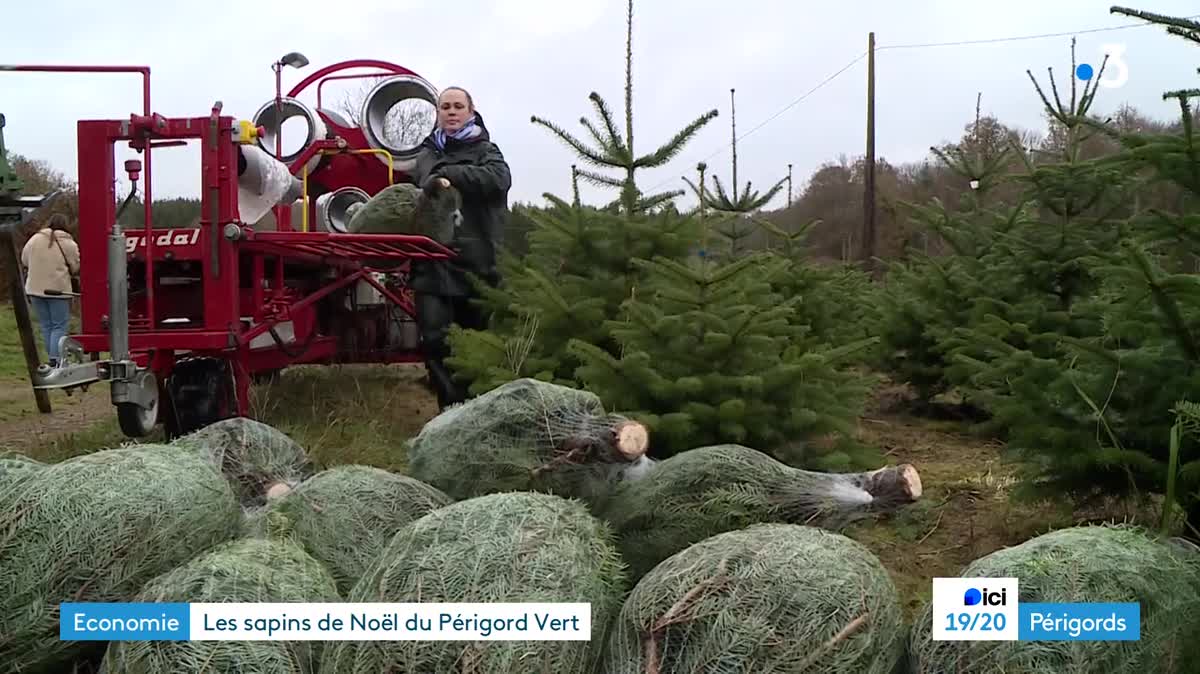 La saison est partie, le Père Noël a du sapin sur la planche