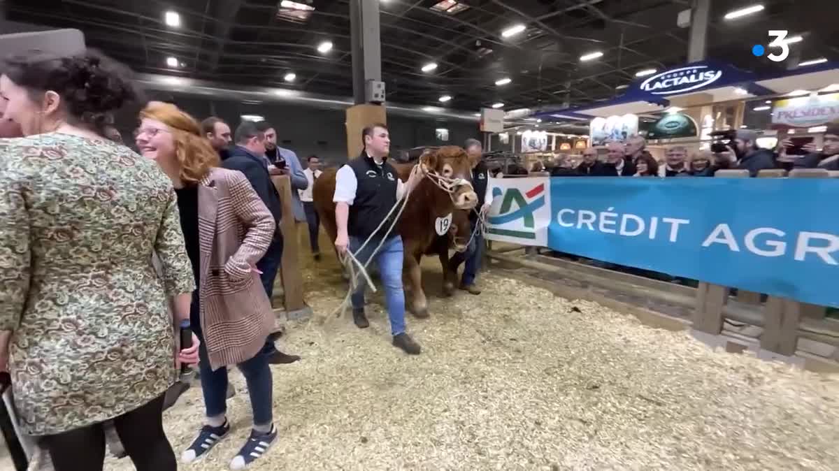 Onyx, cet énorme taureau de 1,510 tonnes a décroché le titre de grand champion de l'édition 2023. Il appartient au GAEC Lebourg, situé en Creuse.