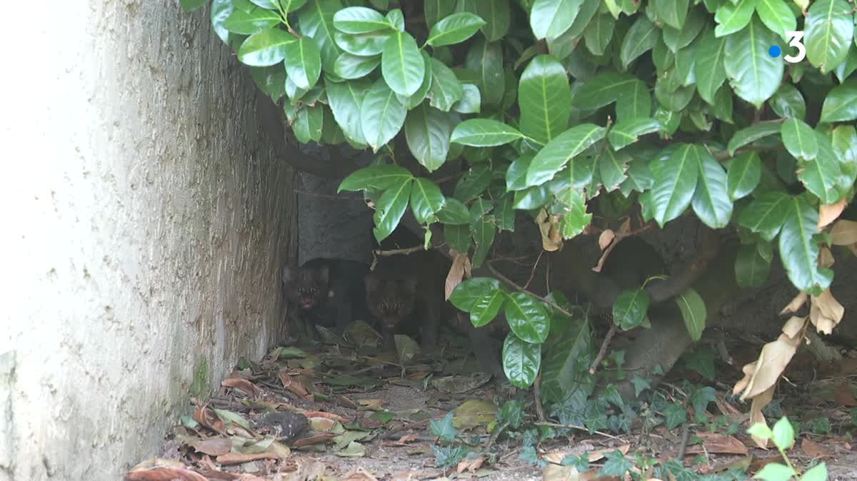 Trois chats de Gordon sont nés en juin dernier au Domaine des Fauves, situé à Fitilieu en Isère.