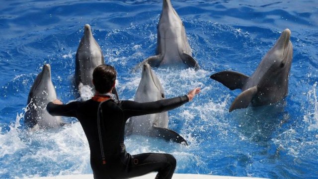 Une cinquantaine d'opposants au parc Marineland d'Antibes ont manifesté dimanche 14 mai pour sa fermeture,