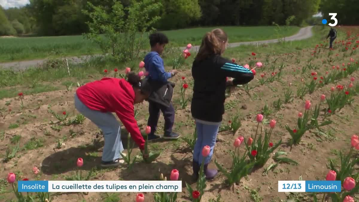 La cueillette des tulipes se déroule jusqu'à la fin du mois de mai.