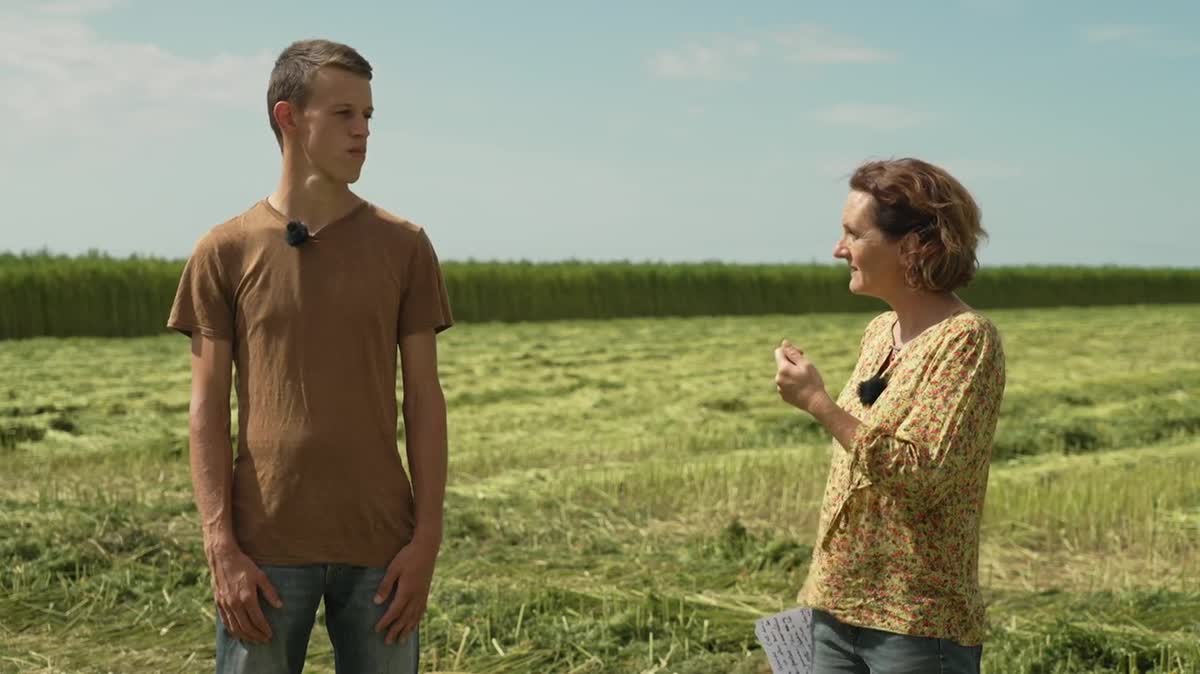 Pour la 3e année consécutive, la récolte de plusieurs hectares de chanvre est réalisée par la coopérative linière du Nord de Caen sur la commune de Saint-Manvieu-Norrey (14)