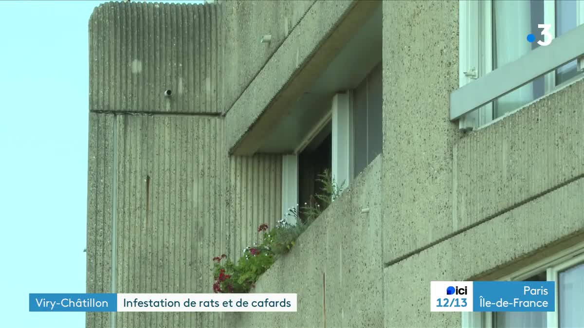 Des cafards morts sur le sol dans les parties communes de l'immeuble