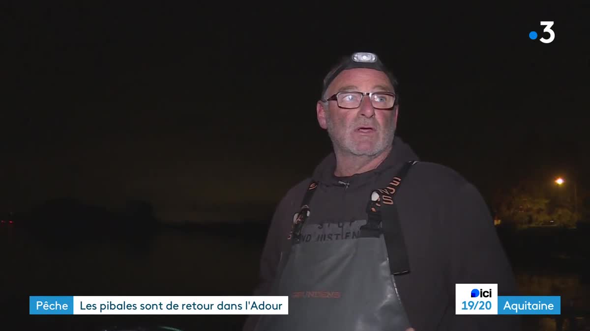 Une partie des civelles pêchées dans l'estuaire de l'Adour seront mises en élevage pour être relâcher quelques années plus tard.