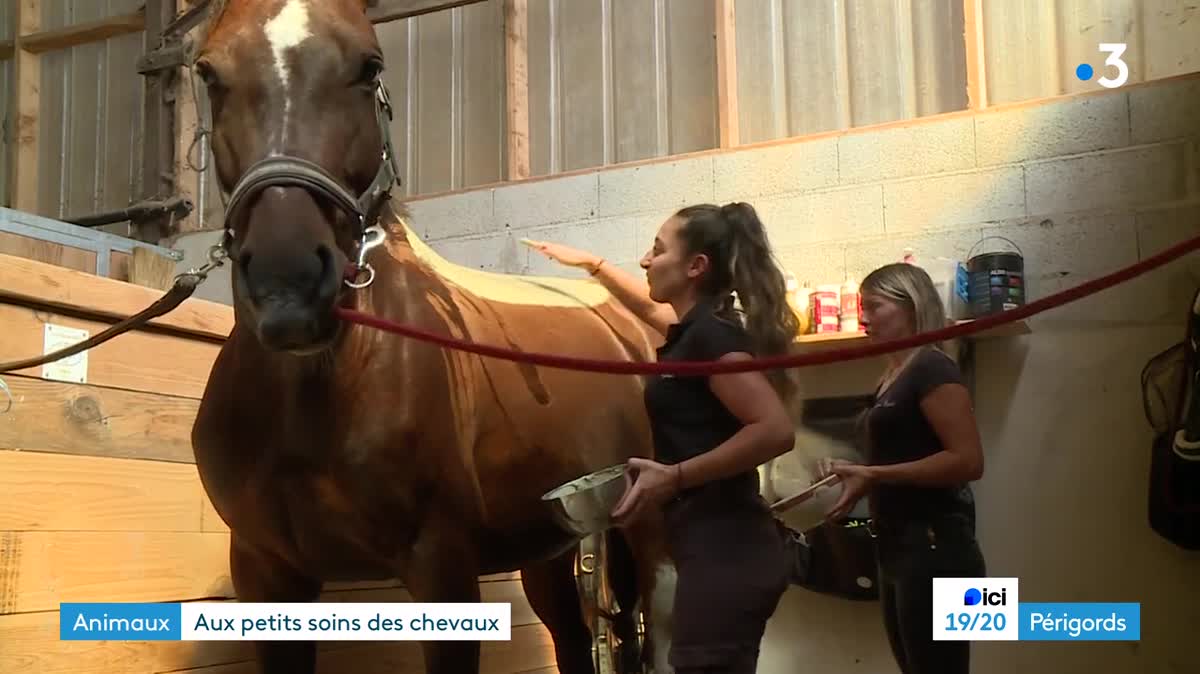 La balnéothérapie, efficace pour les chevaux, mais encore difficile à démocratiser