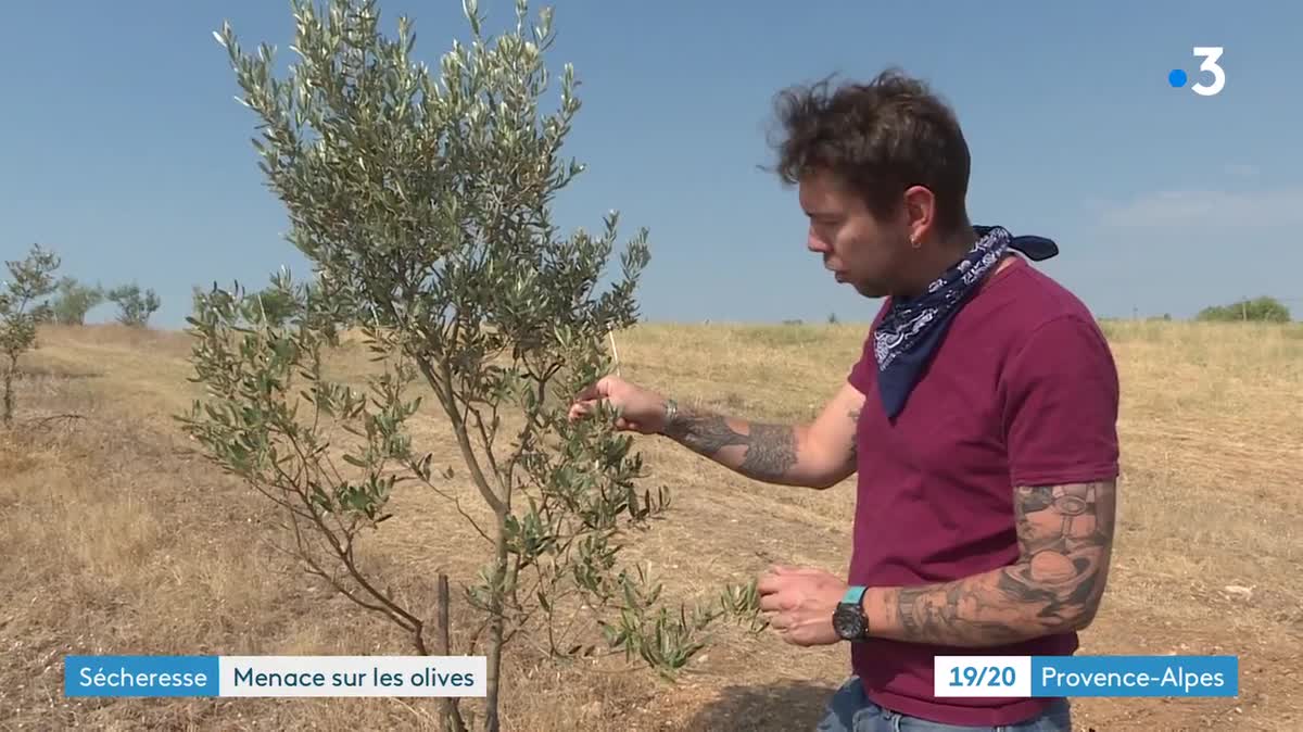 Les oliveraies ont cruellement souffert de la canicule et de la sècheresse.