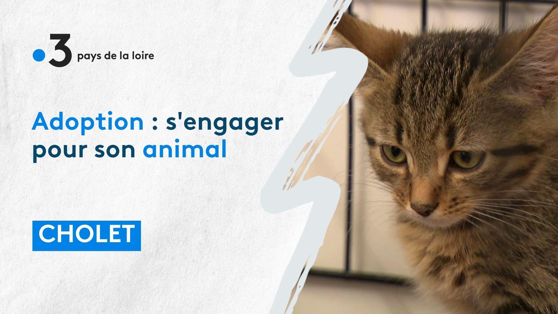 L'objectif de ce passeport : freiner les abandons d'animaux