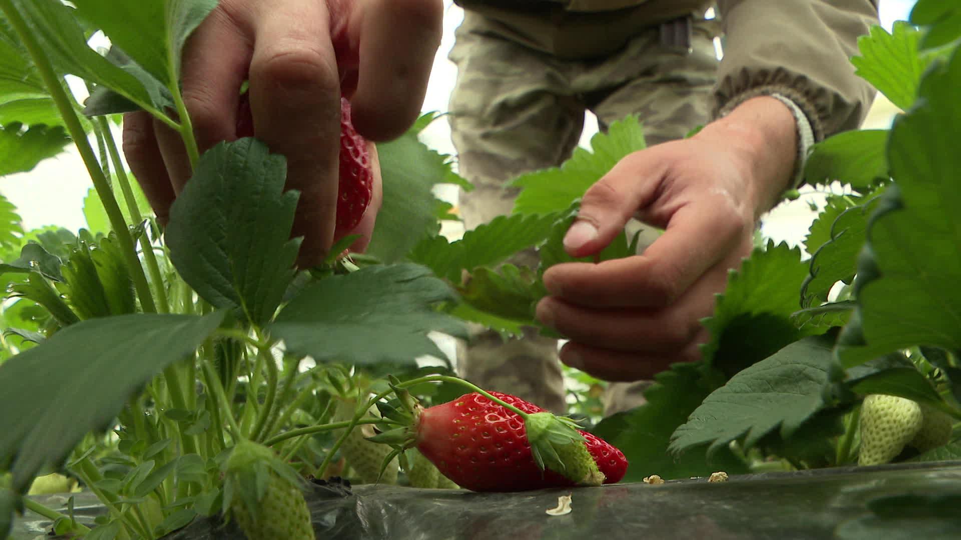 Début précoce pour la fameuse Gariguette rouge vermillon et acidulée, elle est déjà récoltée en Lot-et-Garonne, 24 mars 2023. Elle apporte en plus vitamine C et elle a un pouvoir antioxydant.