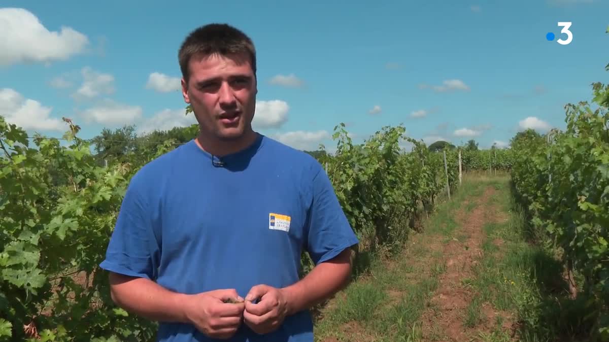 Le mildiou sur les feuilles de vignes.