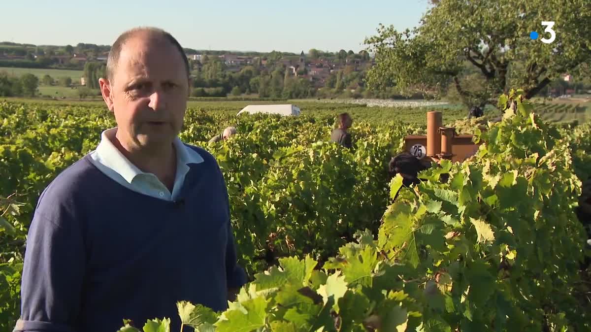 Vendanges manuelles