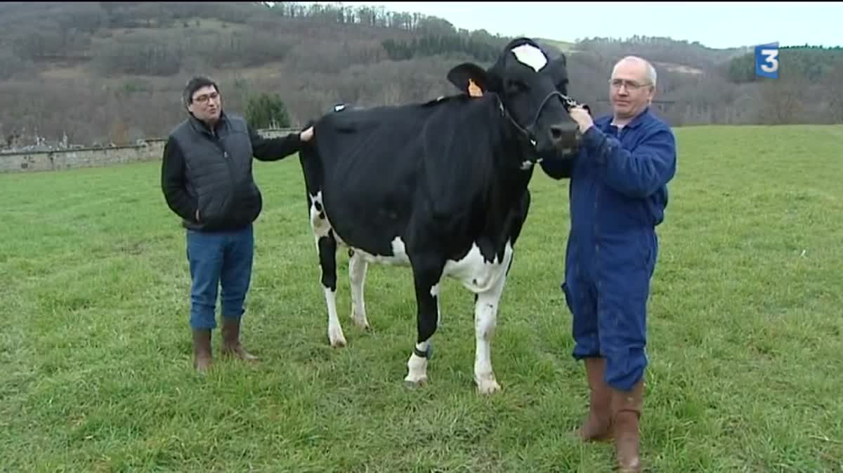 Helva BB, 4 ans, va représenter la race des Prim'Holstein au salon international de l'agriculture ce week-end.  