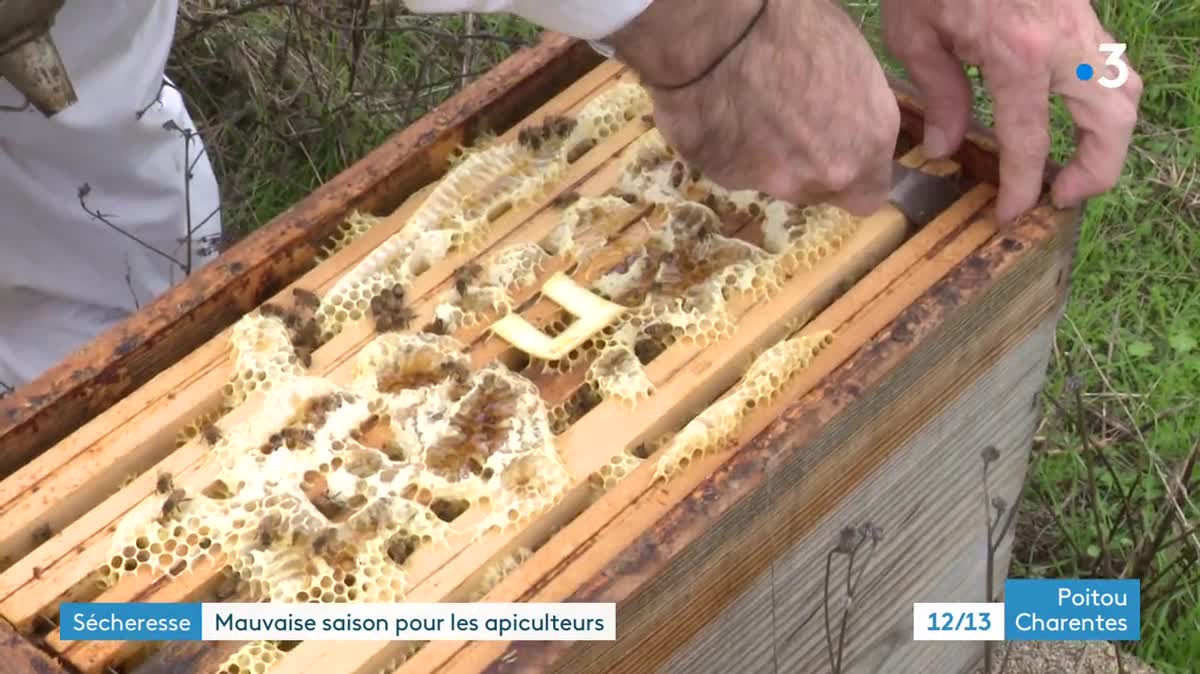 De nombreuses abeilles n'ont pas supporté la canicule