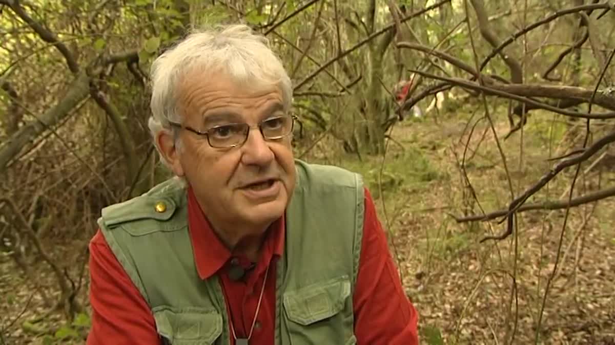 L'Agaricus sylvaticus, l'Agaric des forêts, est un champignon des sous bois comestible.