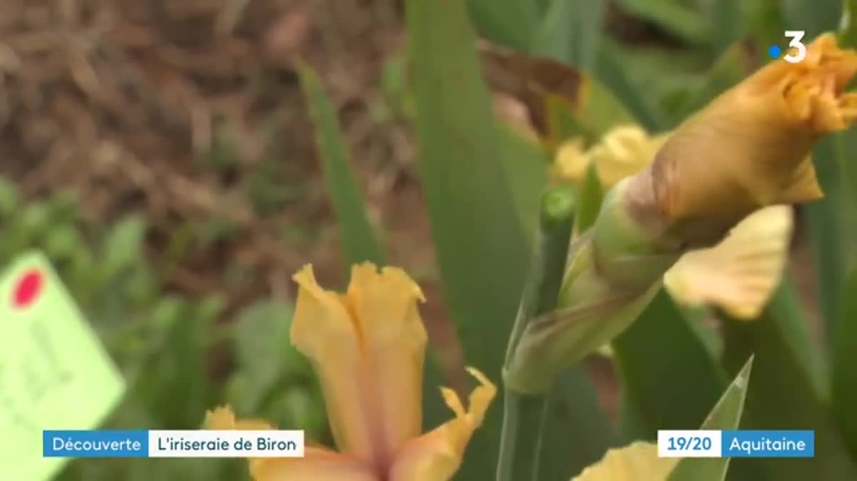 Devant le château de Biron (Dordogne), Christine Cosi cultive des milliers de variétés d'iris.