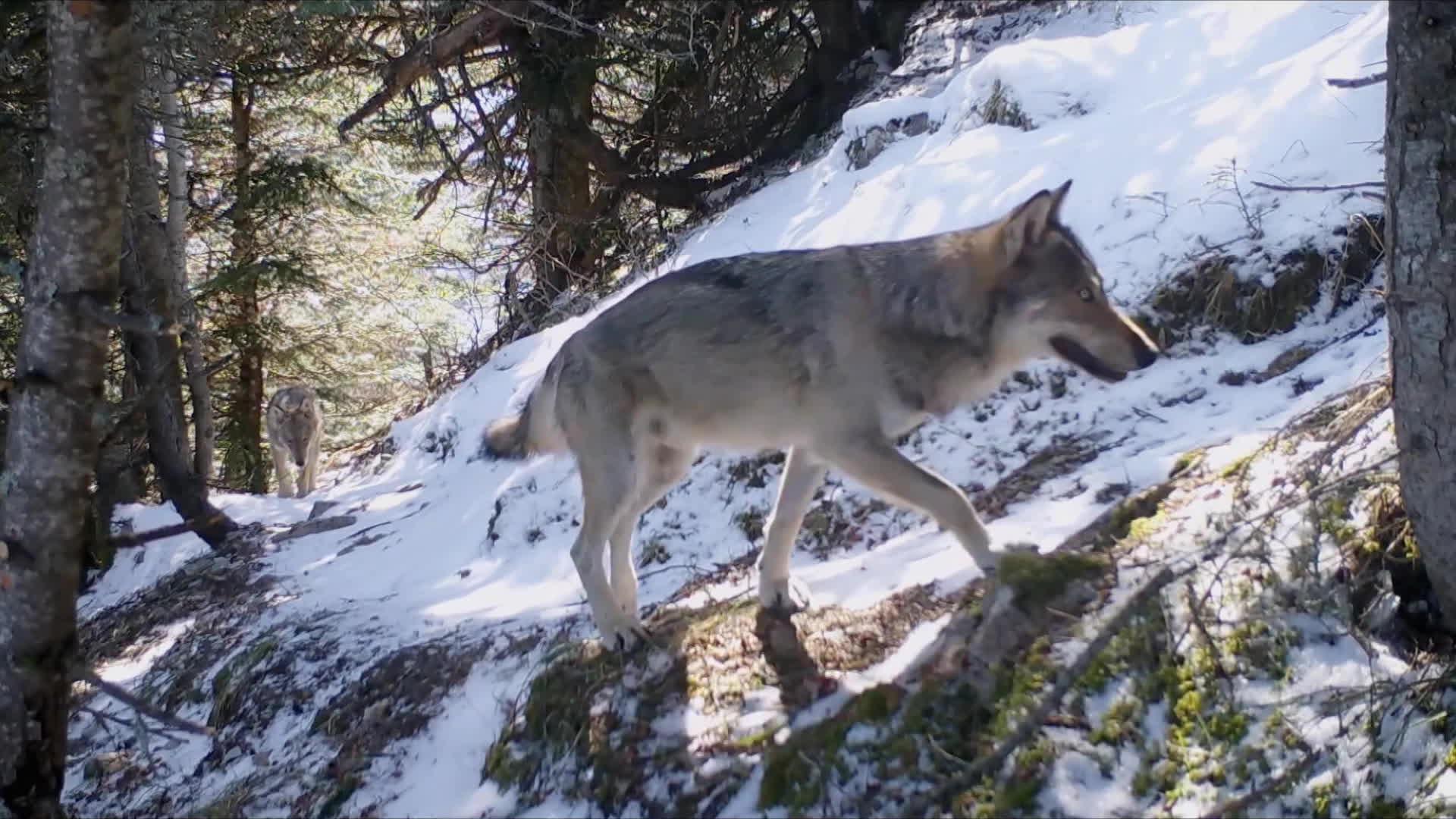 Rencontres de la cinémathèque de la montagne