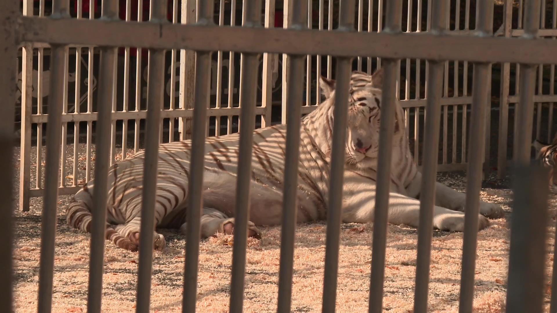 Un tigre du cirque franco-belge Muller, dans une cage installée sur le parking d'un magasin de sport à Strasbourg.