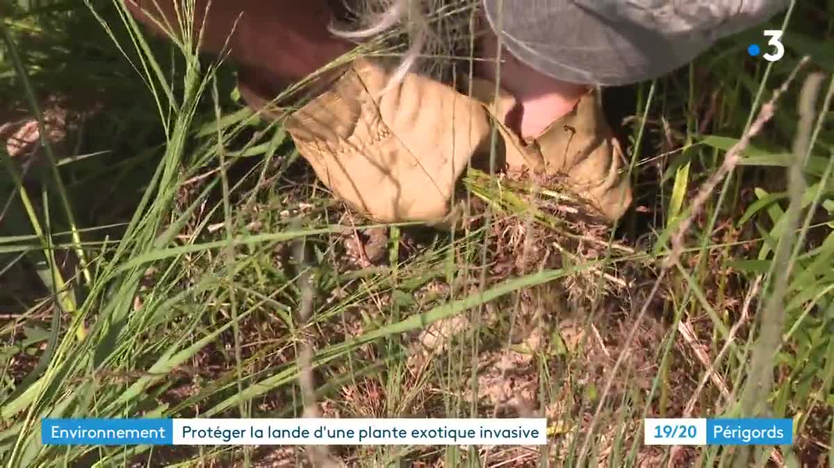 L'arrachage du solidage ou solidago se fait à la main grâce à l'aide précieuse de bénévoles