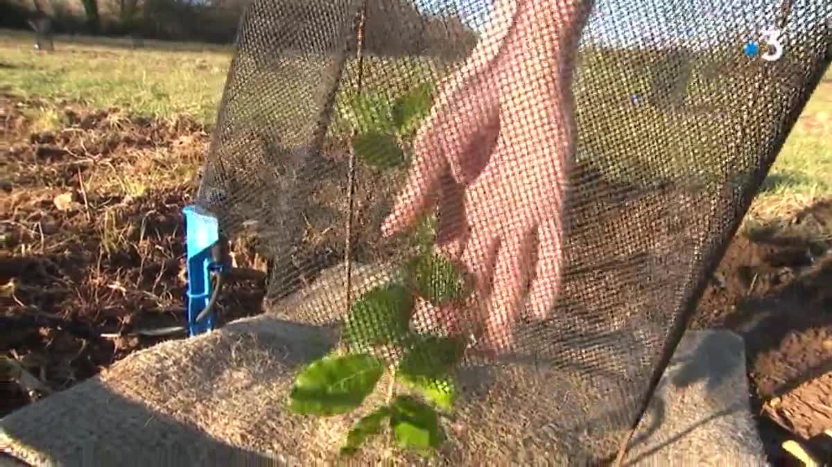 La truffe sauvage, très présente autrefois en Isère, s'est raréfiée depuis la fin de la seconde guerre mondiale.