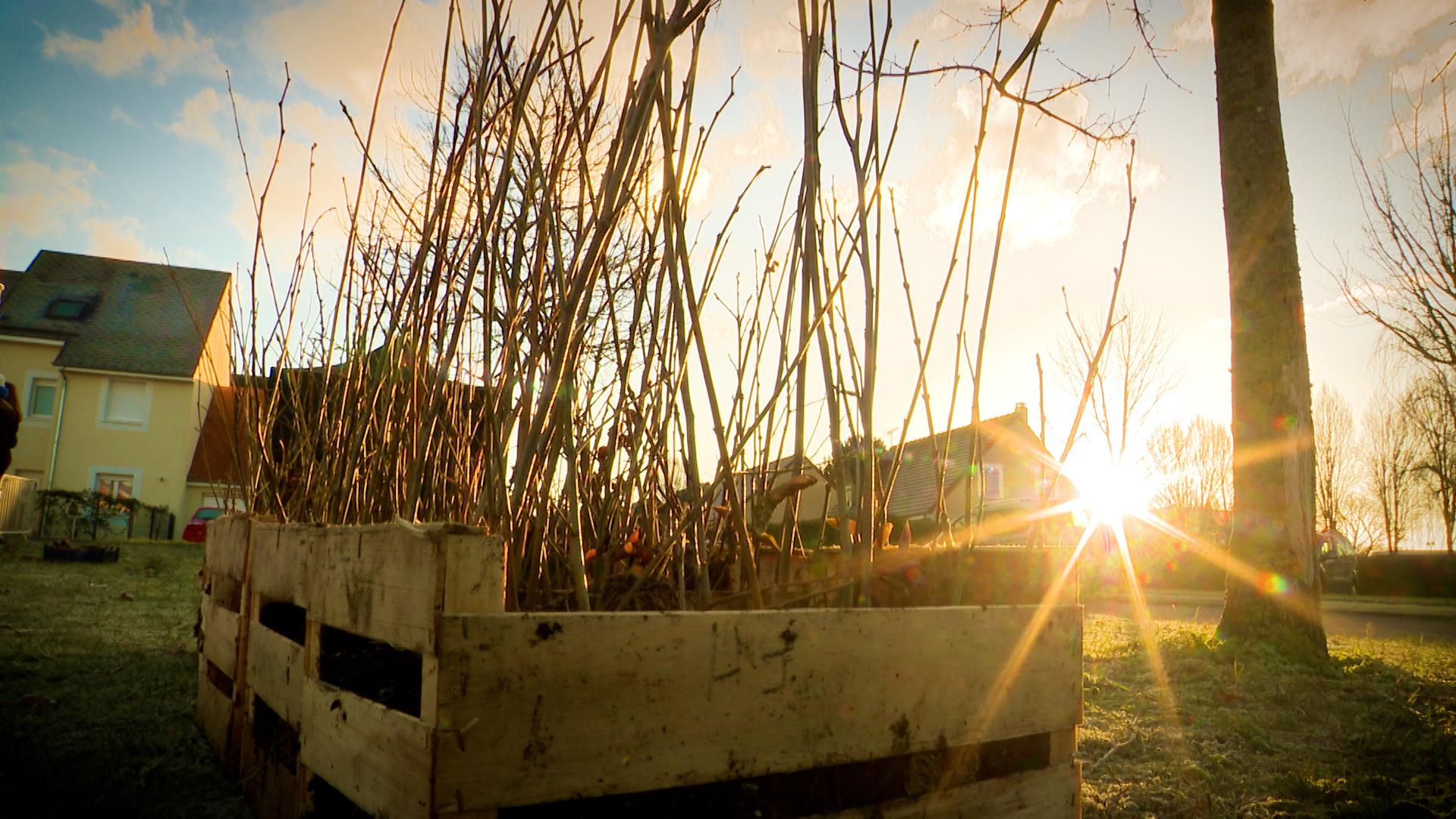 Planter des arbres, beaucoup d'arbres, une solution efficace pour lutter contre la chaleur dans les espaces urbains.