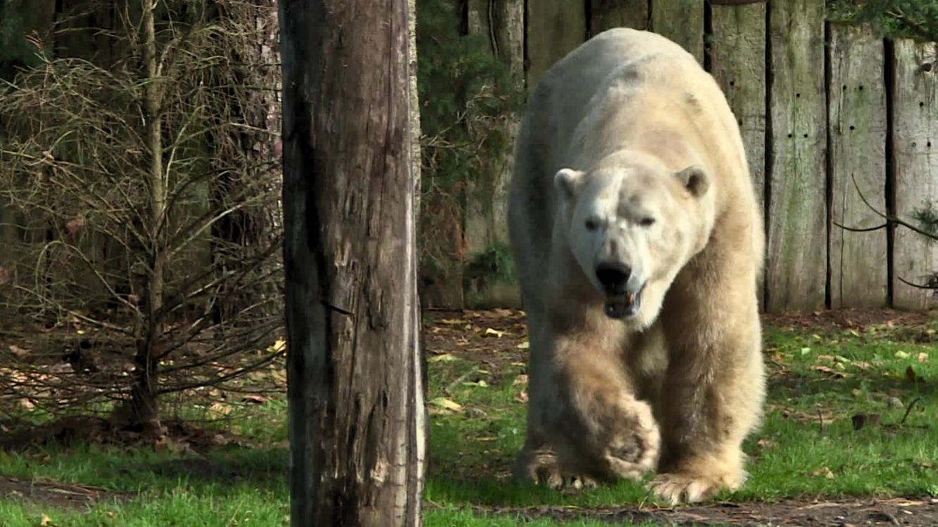 Après deux ans de voyage, Taiko l'ours polaire est de retour en Sarthe. Il a rejoint le zoo de La Flèche, après deux ans au Bucarest, où il devait se reproduire avec une femelle, mais le covid a bouleversé tous les plans du zoo.