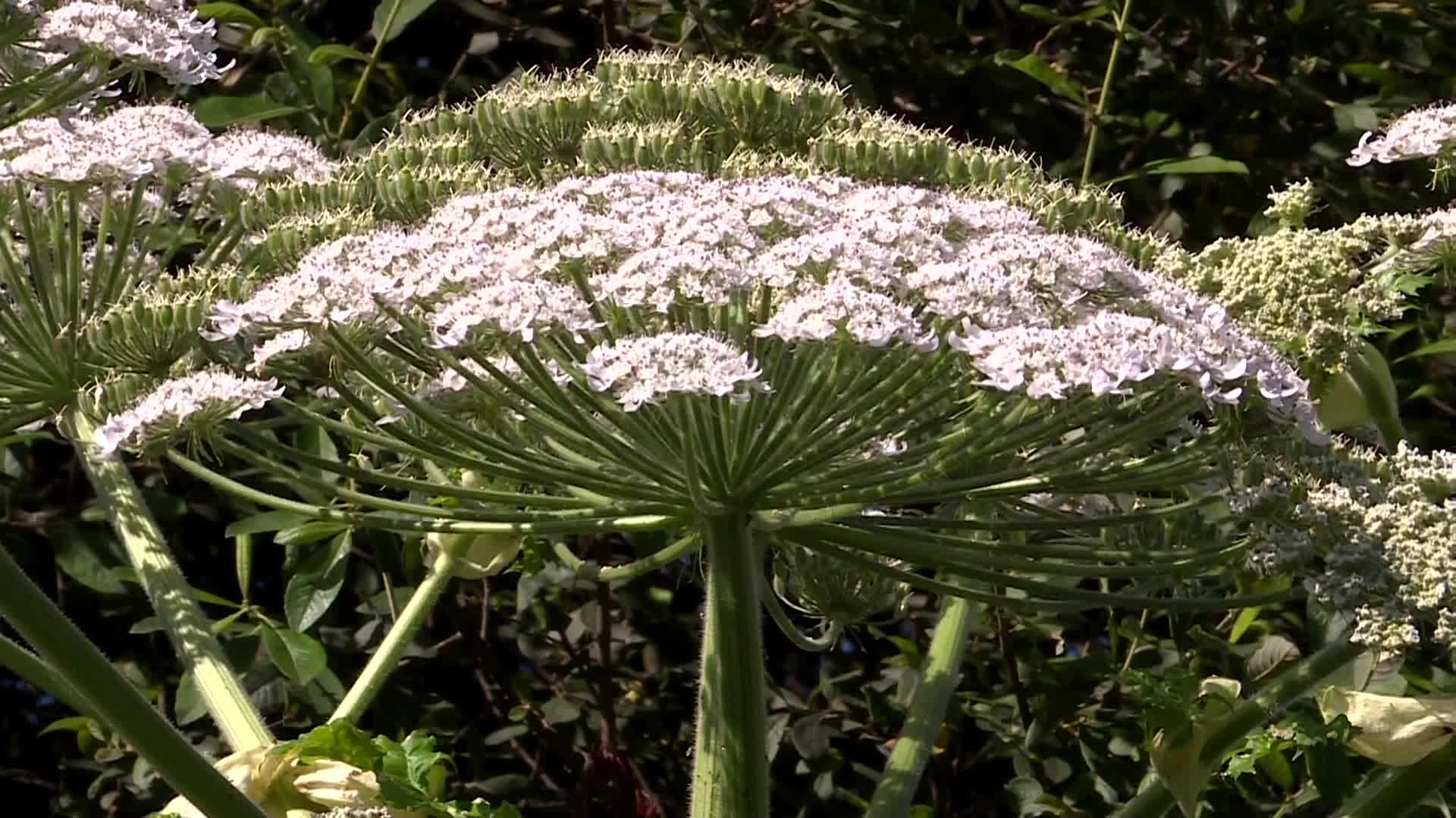 En Limousin, on compte plus de 1000 plantes exotiques (un quart des espèces en Nouvelle-Aquitaine). Parmi elles, certaines sont devenues des espèces invasives. En Limousin, il y en a une dizaine. Certaines menacent les écosystèmes indigènes. Voilà pourquoi des actions sont mises en place pour tenter de les éradiquer.