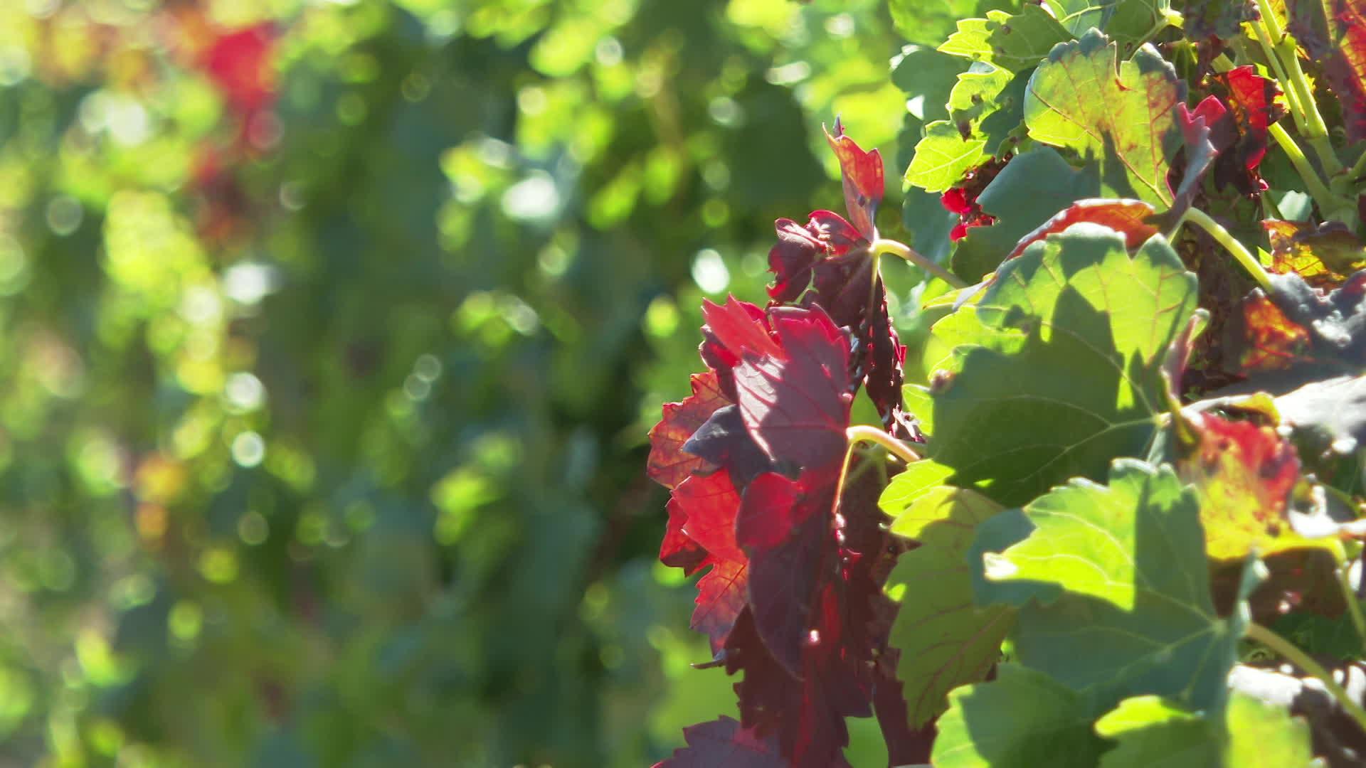 Vigne atteinte de flavescence dorée dans l'Aude