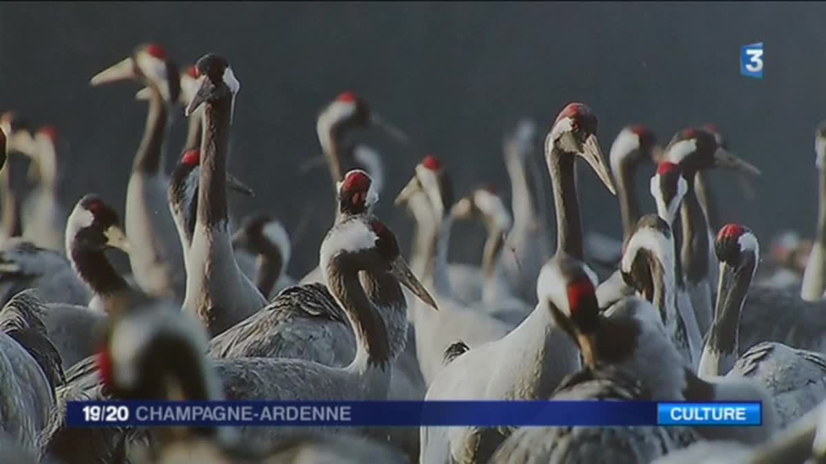 L'exposition de photographies de Christine Tomasson est visible jusqu'au 20 novembre à la Maison du Der.