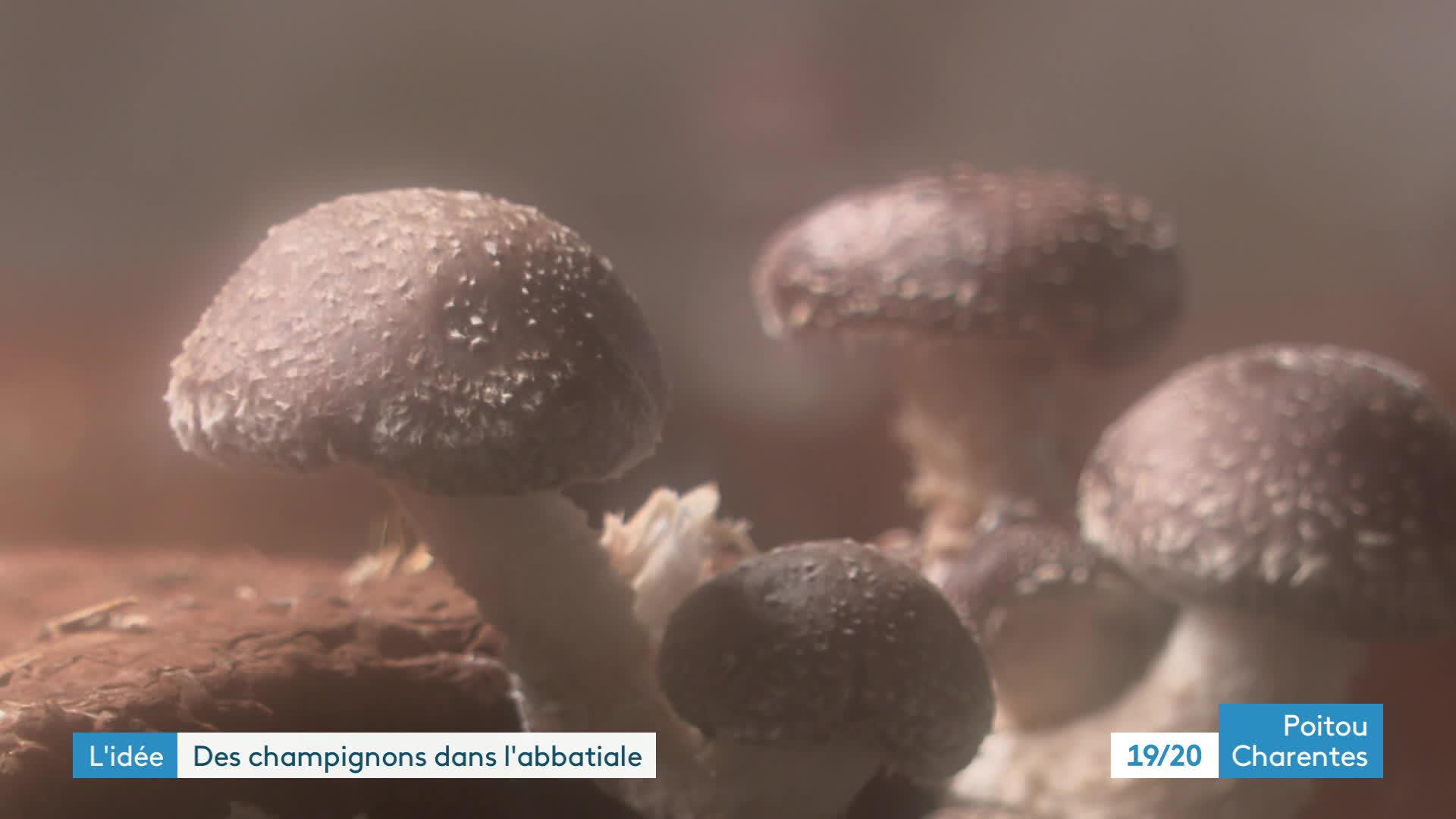 Les champignons de Karine Goron poussent dans les caves de l'abbaye, dans des conditions hygrométriques idéales.