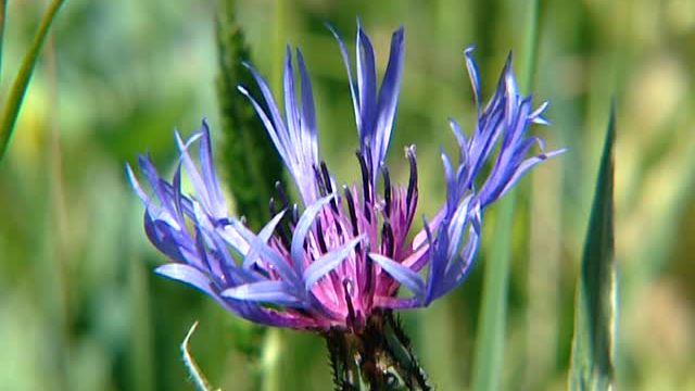 Un lis martagon, une plante typique des prairies alpines bénéficiant d'une protection.