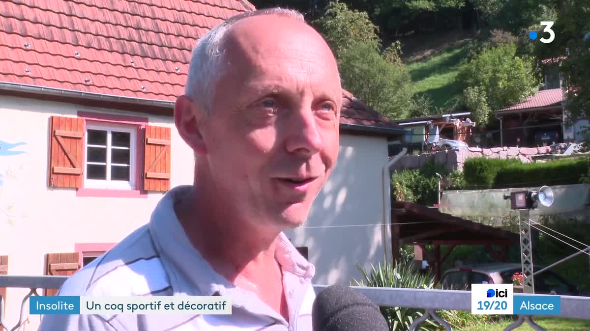 Un coq géant en métal trône fièrement à Sainte-Marie-aux-Mines pour la coupe du monde de rugby.