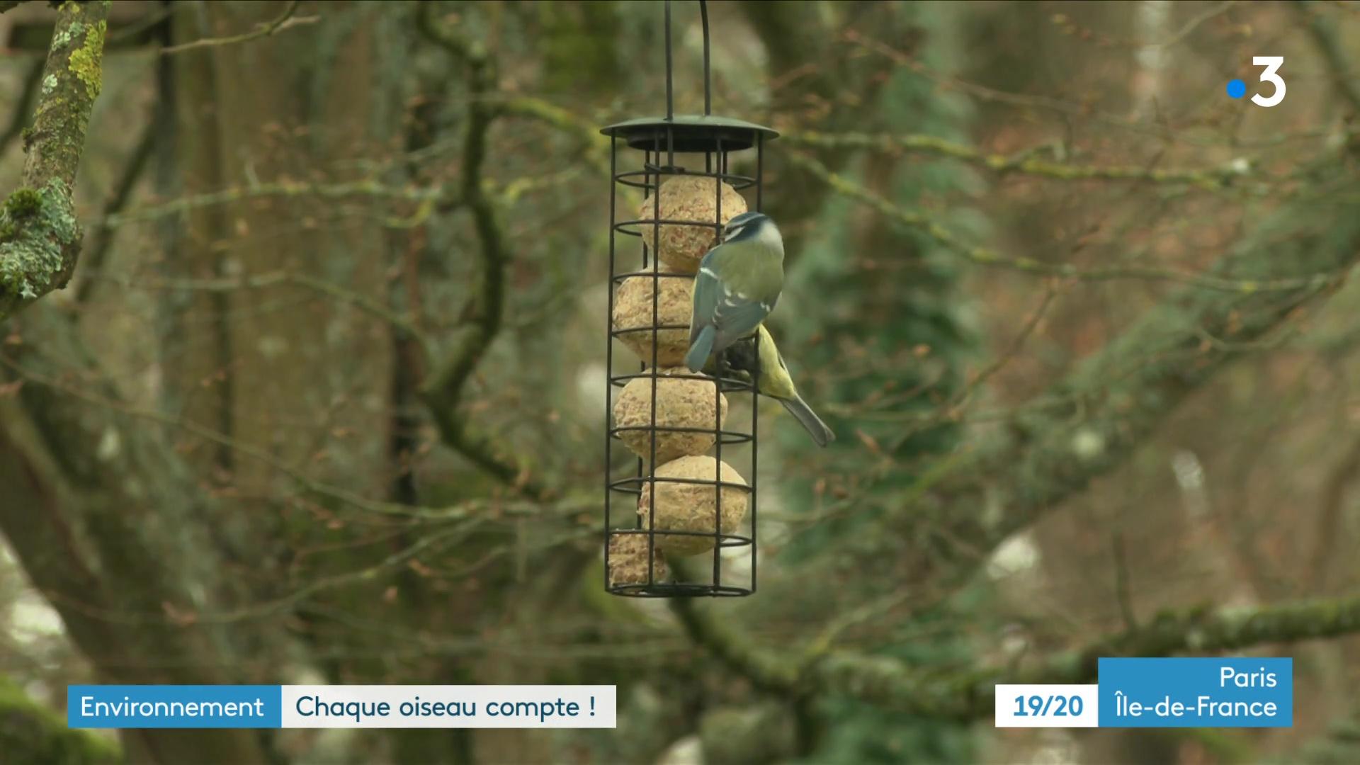 Mésange charbonnière - Image d'illustration