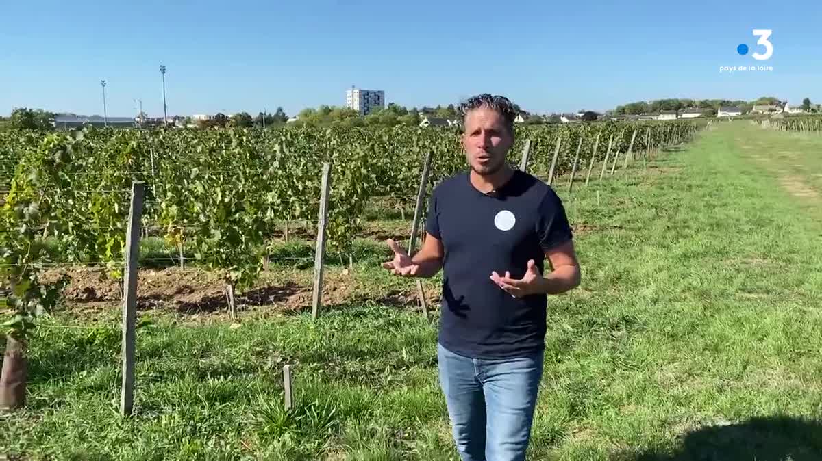 Plus de 500 déclinaisons de chenins ont été plantées sur le site de l'institut français de la vigne et du vin à Montreuil-Bellay