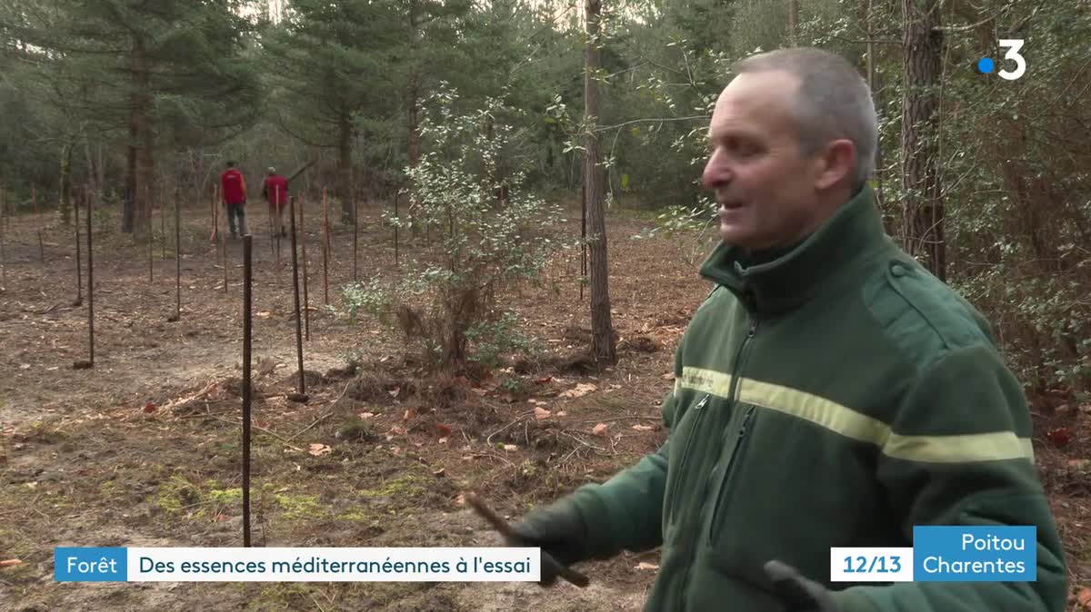 Dans la forêt de la Coubre, en Charente-Maritime, l'ONF plante des chênes pubescents, des micocouliers et des sapins venus de Turquie pour tester leur adaptation au réchauffement climatique.