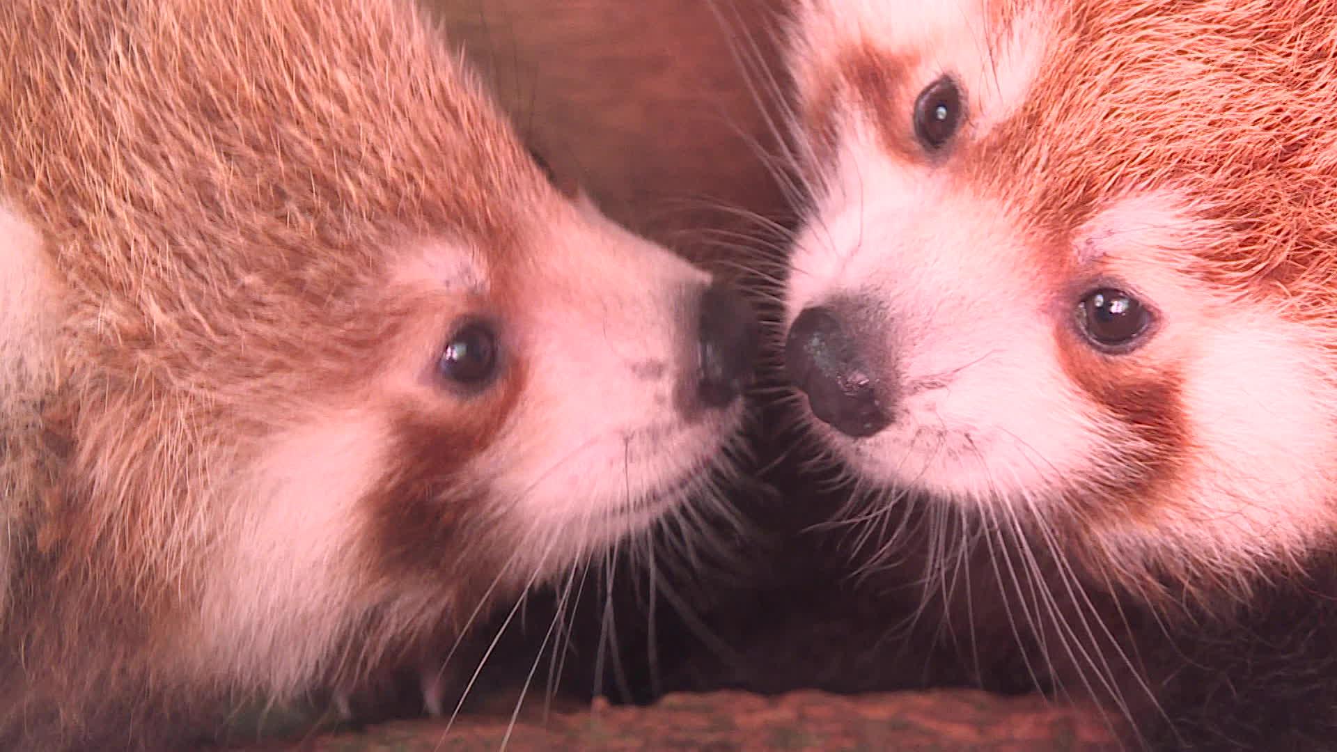 Le parc animalier d'Auvergne, dans le Puy-de-Dôme, se réjouit de la naissance de deux pandas rous, de quatre bébés loutres et de deux gazelles de Mhorr.