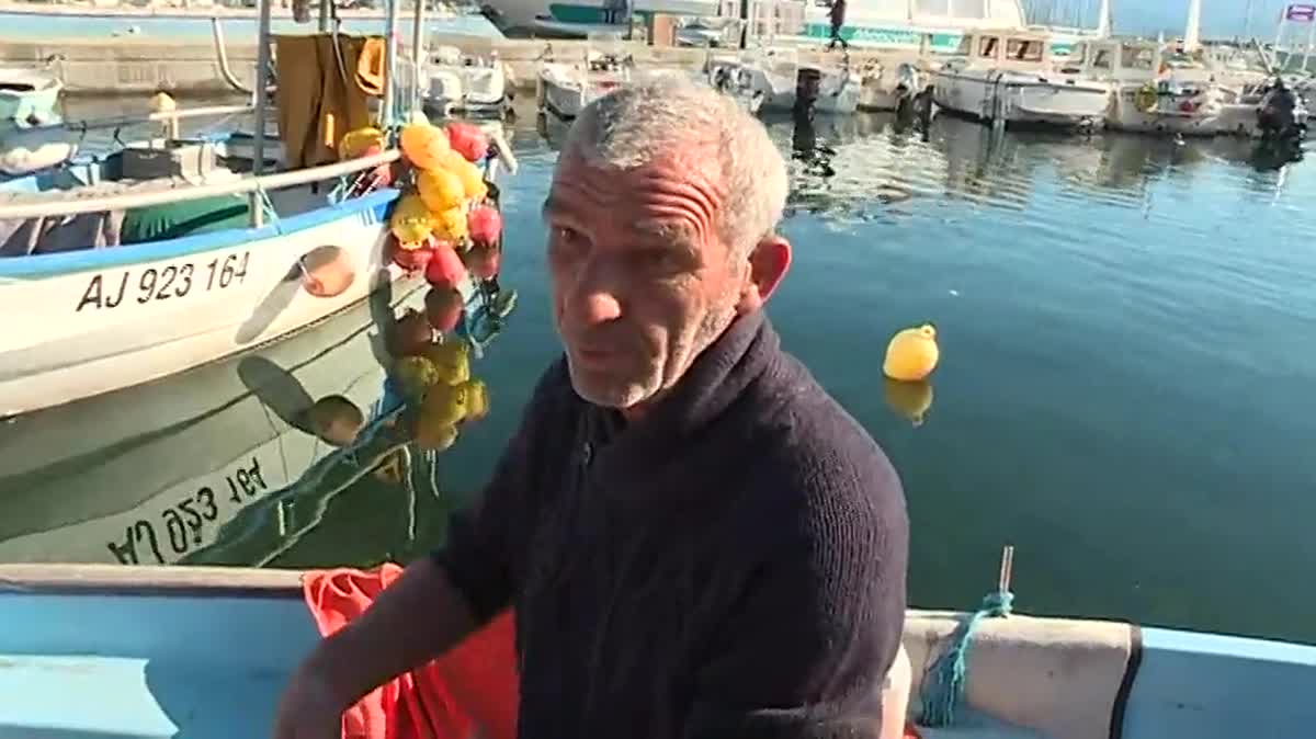 Illustration - Depuis quelques années, les oursins se font plus rares autour du littoral corse.