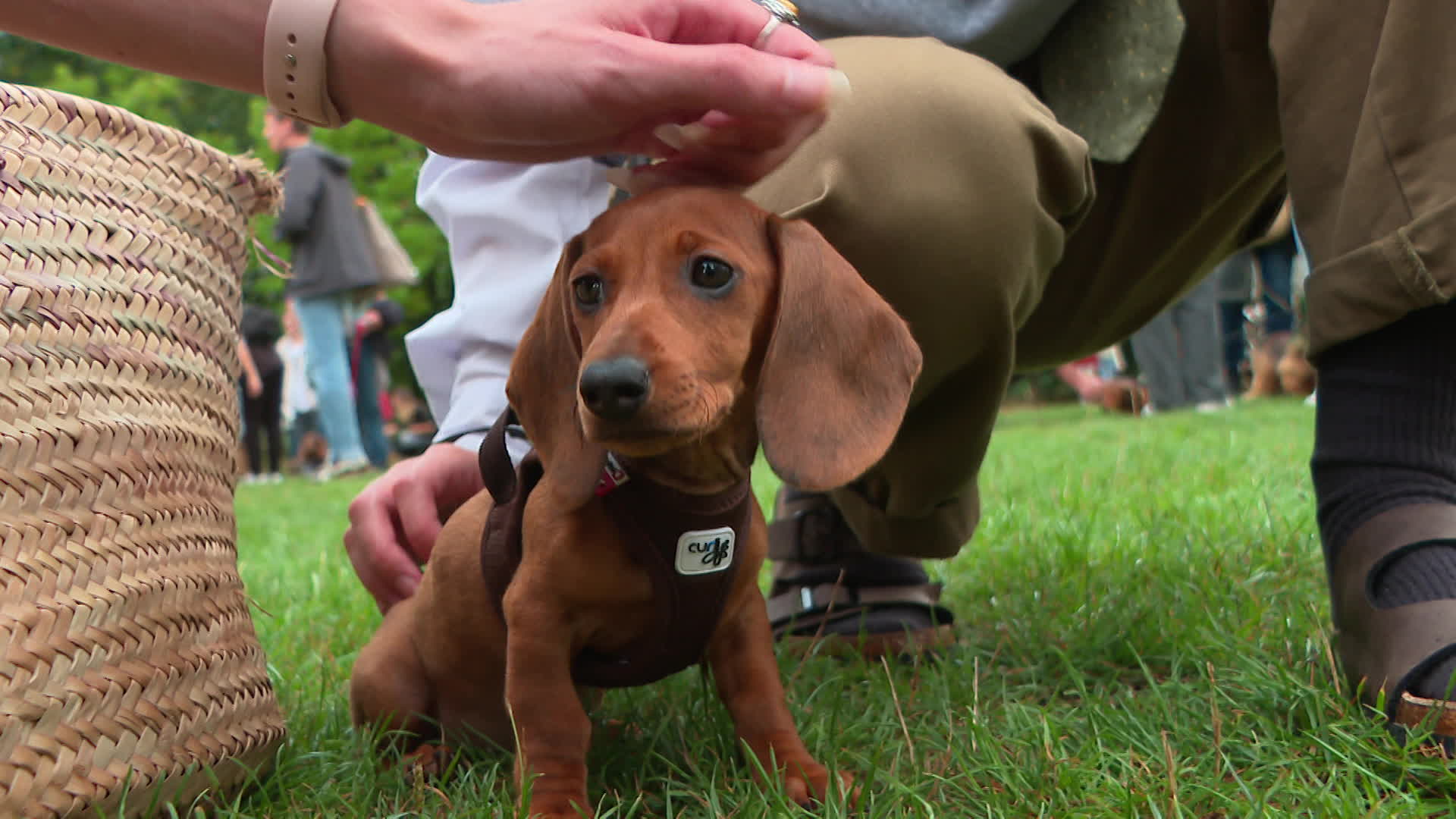 Ce 1er septembre 2024, à Saint-Herblain en Loire-Atlantique, les teckels étaient à l’honneur avec la marche des chiens-saucisses, ou "Sausage walk", une réunion de passionnés de cette race redevenue à la mode.