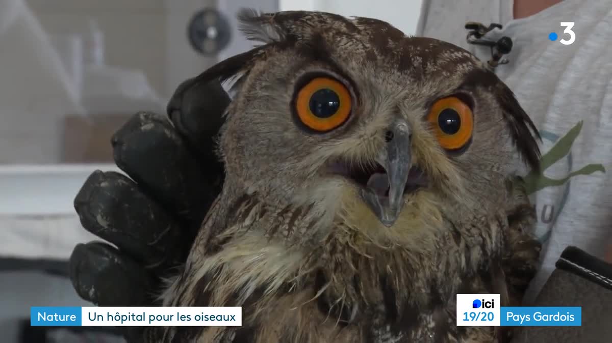 L'hôpital des oiseaux sauvages du Parc ornithologique de Pont de Gau en Camargue vient au secours des bêtes à plumes qui souffrent de la chaleur ou ont été victimes d'accidents.