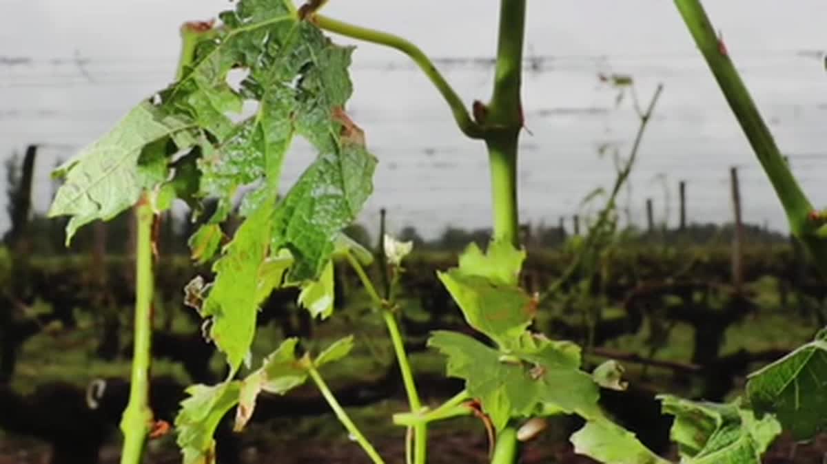 Un drone météo a été testé mardi 5 mars à Chassagne-Montrachet (Côte-d'Or).