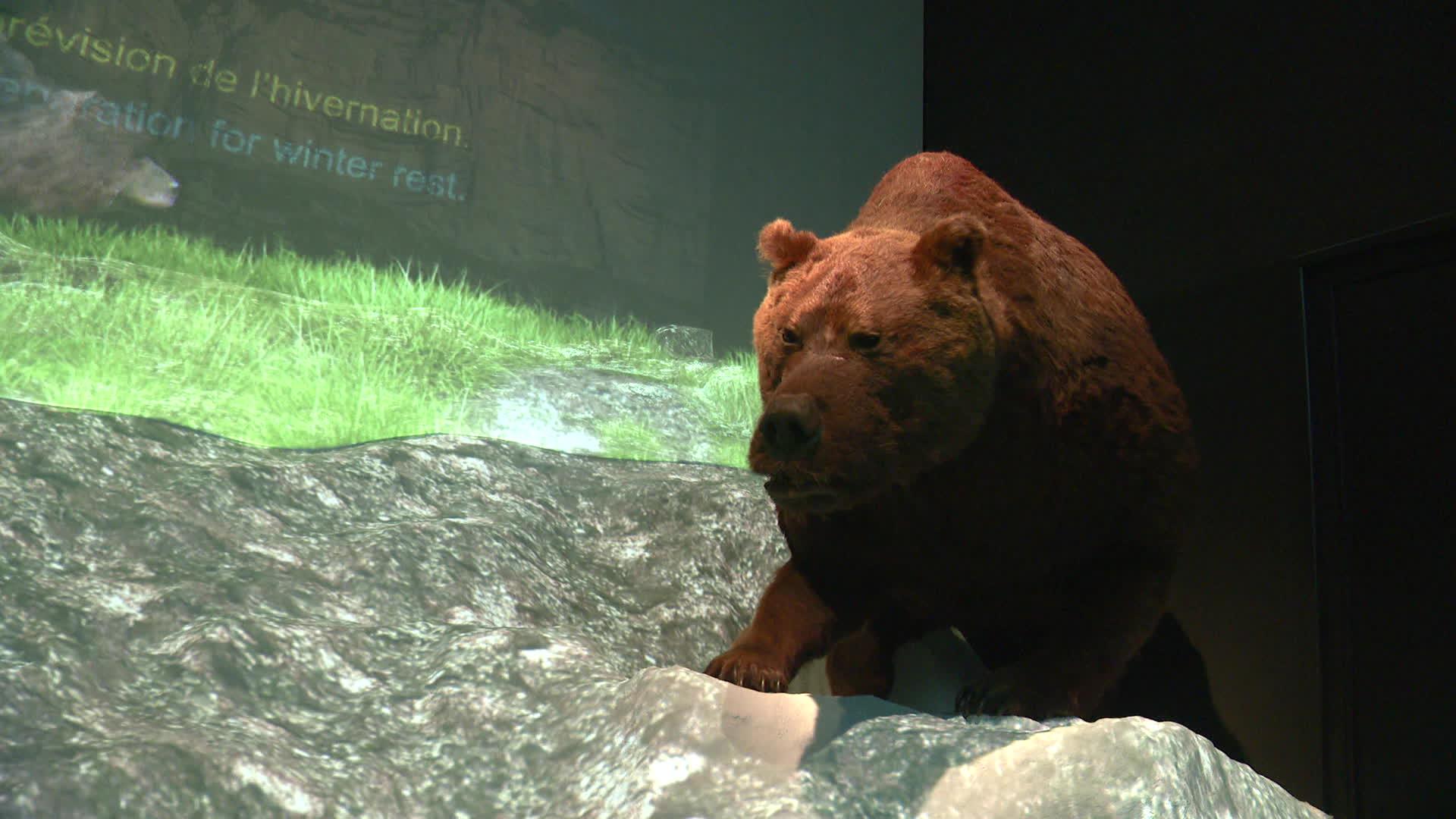 Musée de l'ours des cavernes