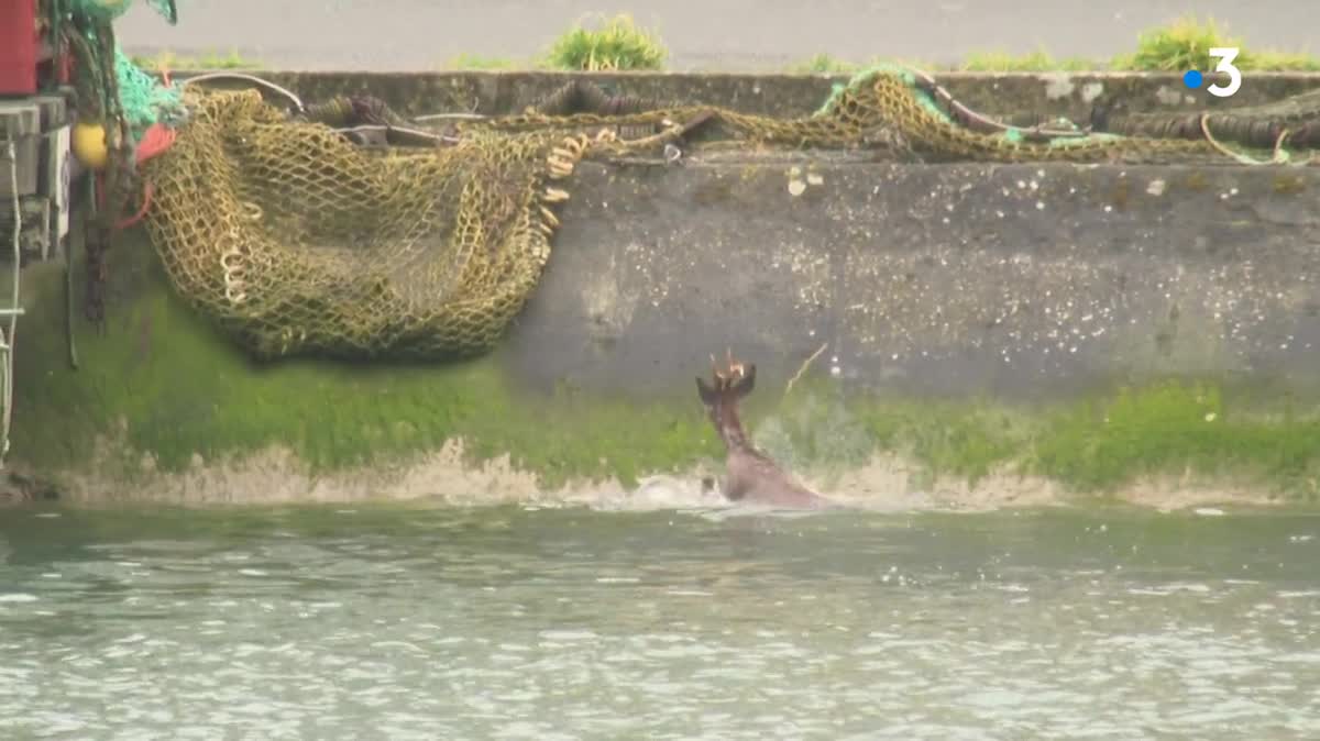 Un chevreuil est tombé dans le port de Courseulles-sur-Mer (Calvados). Après dix longues minutes, l'animal a réussi à se sortir de l'eau. Sain et sauf, il est reparti dans la nature.