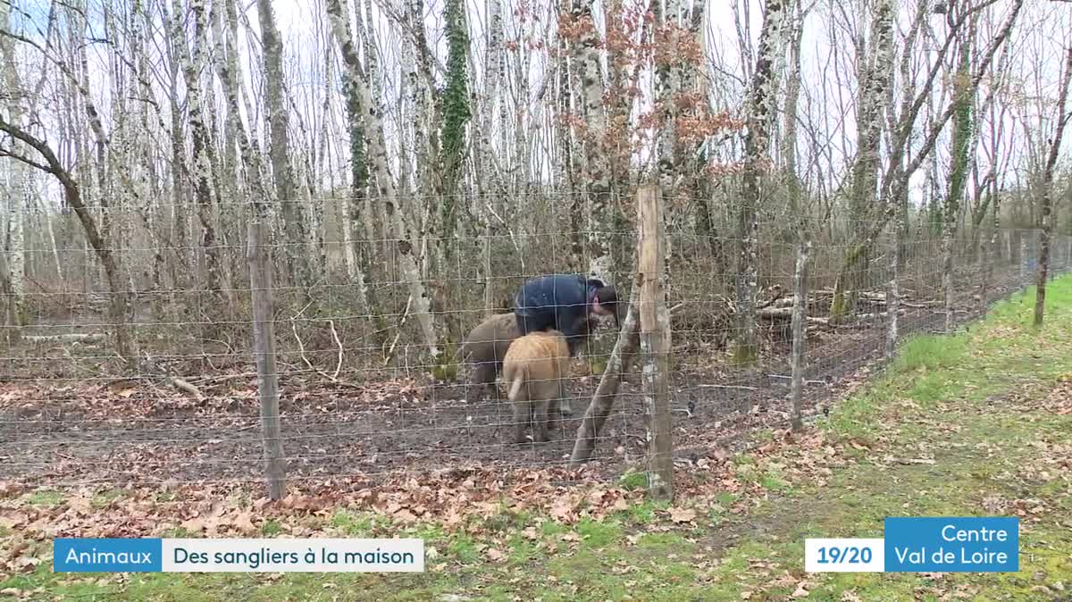 Dès leur arrivée dans la famille, Pumba et Mimi ont été installés au sous-sol, sur des couvertures et sous des lampes chauffantes.