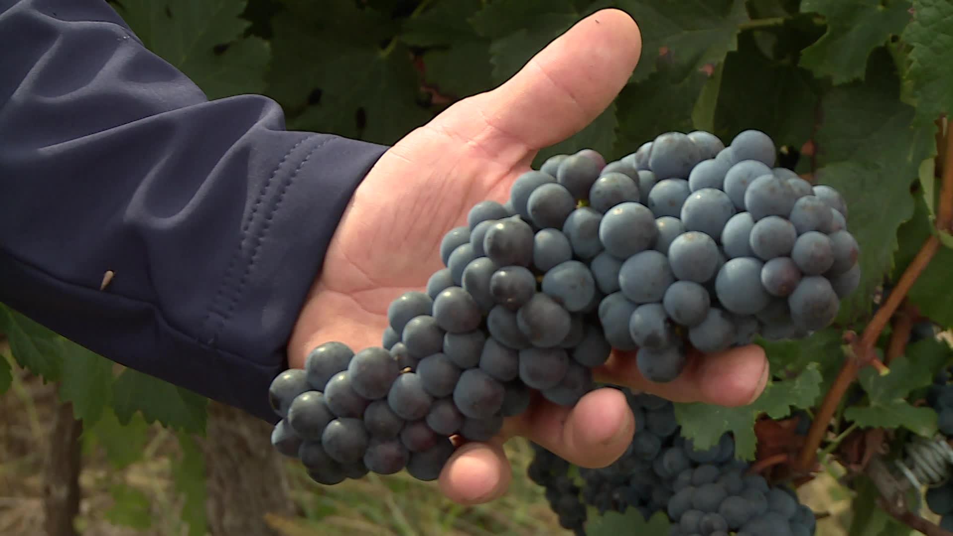 Une grappe de Merlot en Bergeracois