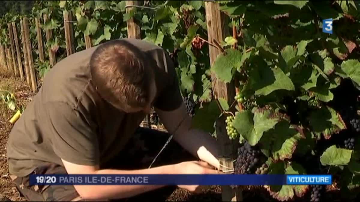 Dans les vignes de champagne, en Seine-et-Marne.