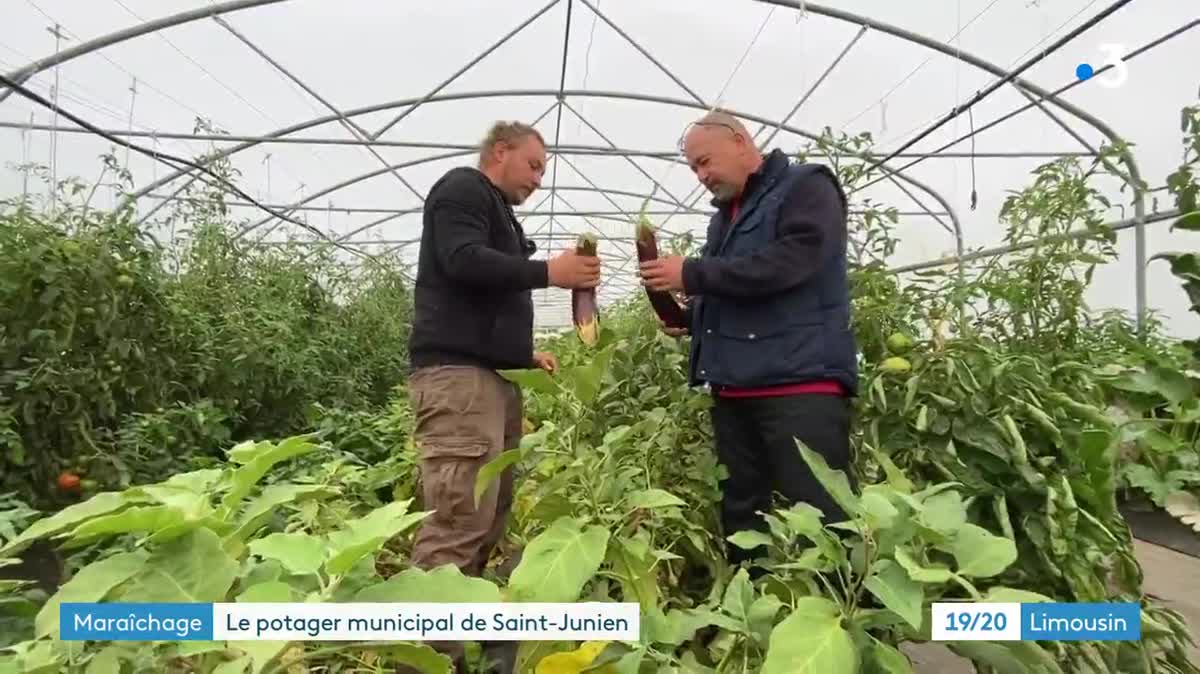 Ces belles citrouilles atterriront dans les assiettes des écoliers cet hiver.