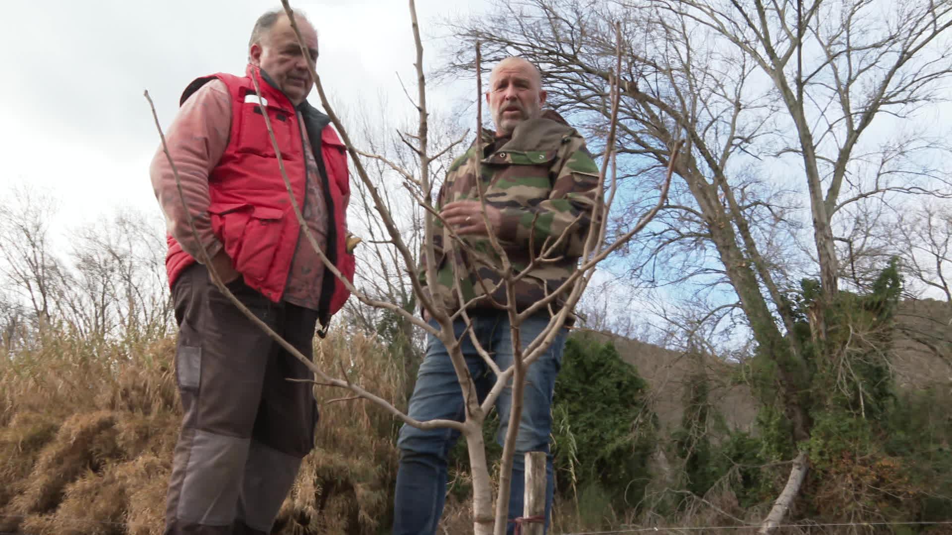 Dans la vallée de l'Agly, un regroupement d'agriculteurs et de communes se lance dans la culture de la pistache, plus adaptée au changement climatique.