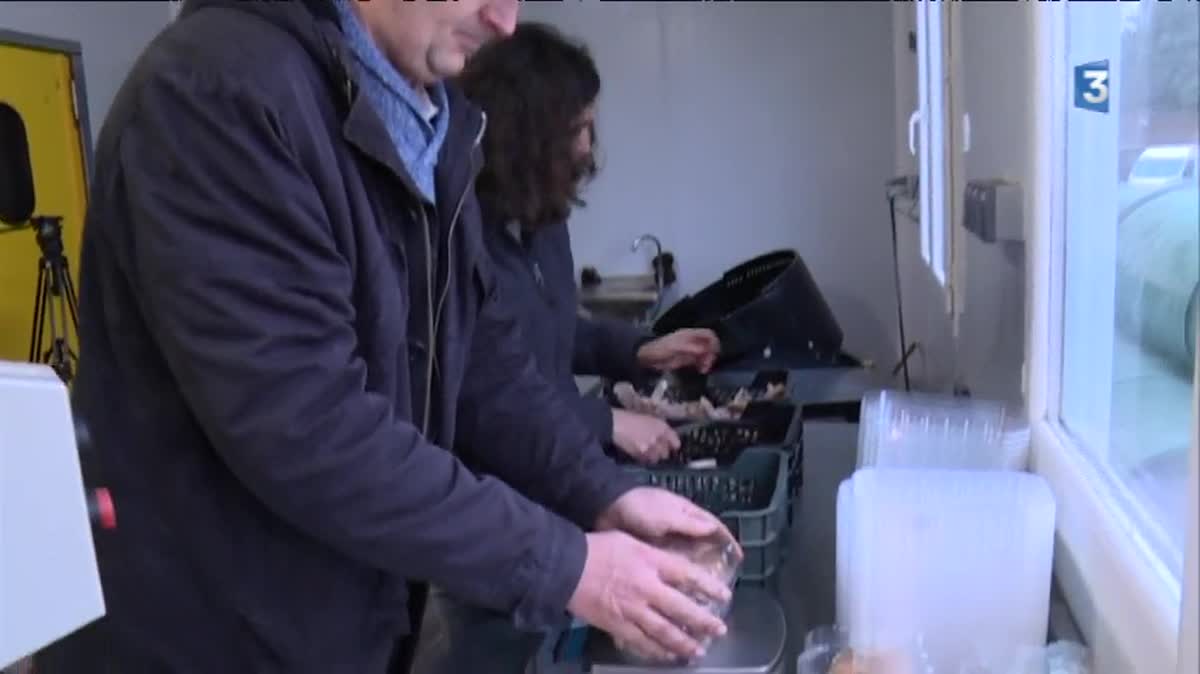 Quelques Shiitake poussant sur une botte de paille mycorisée