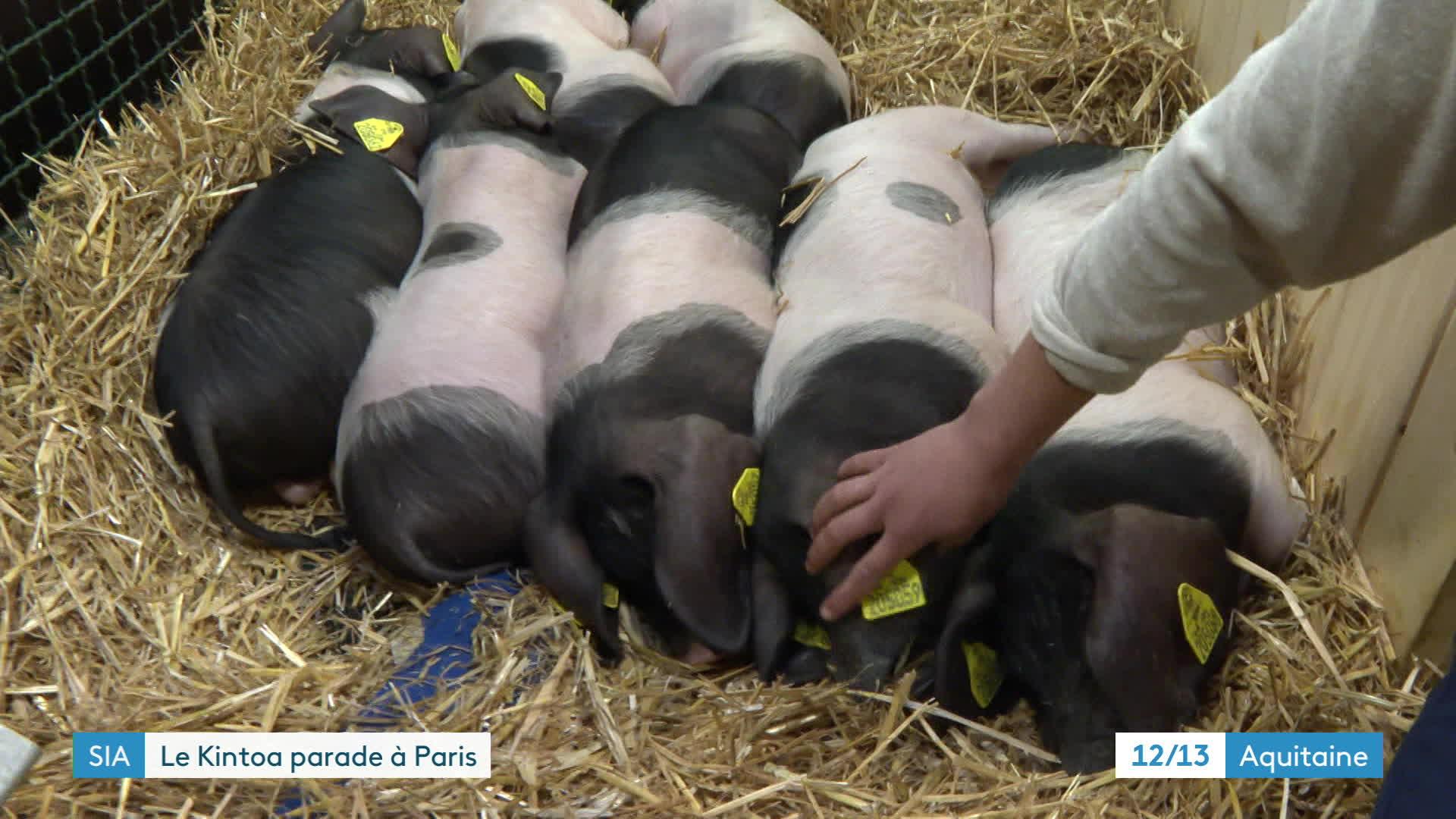 Des porcelets de la race basque Kintoa en pleine sieste dans leur enclos du salon de l'agriculture, dimanche 26 février 2023.